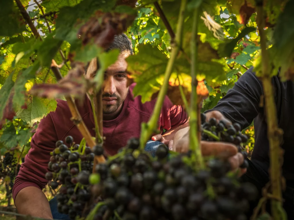 0834_cave_du_d_carre_dsf9713-c-david-bochud_web.jpg-opt Cave du D carré - fils et père Dillier - Luc Dillier vin